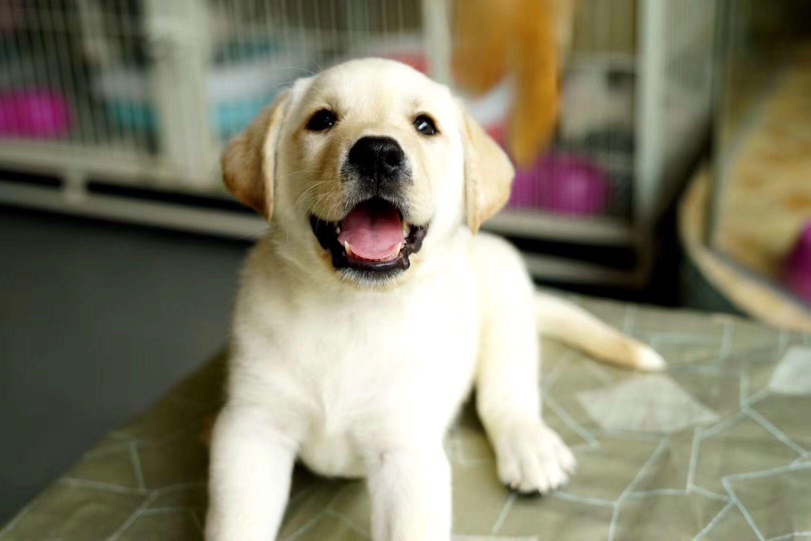 请问这只小奶狗是拉布拉多么