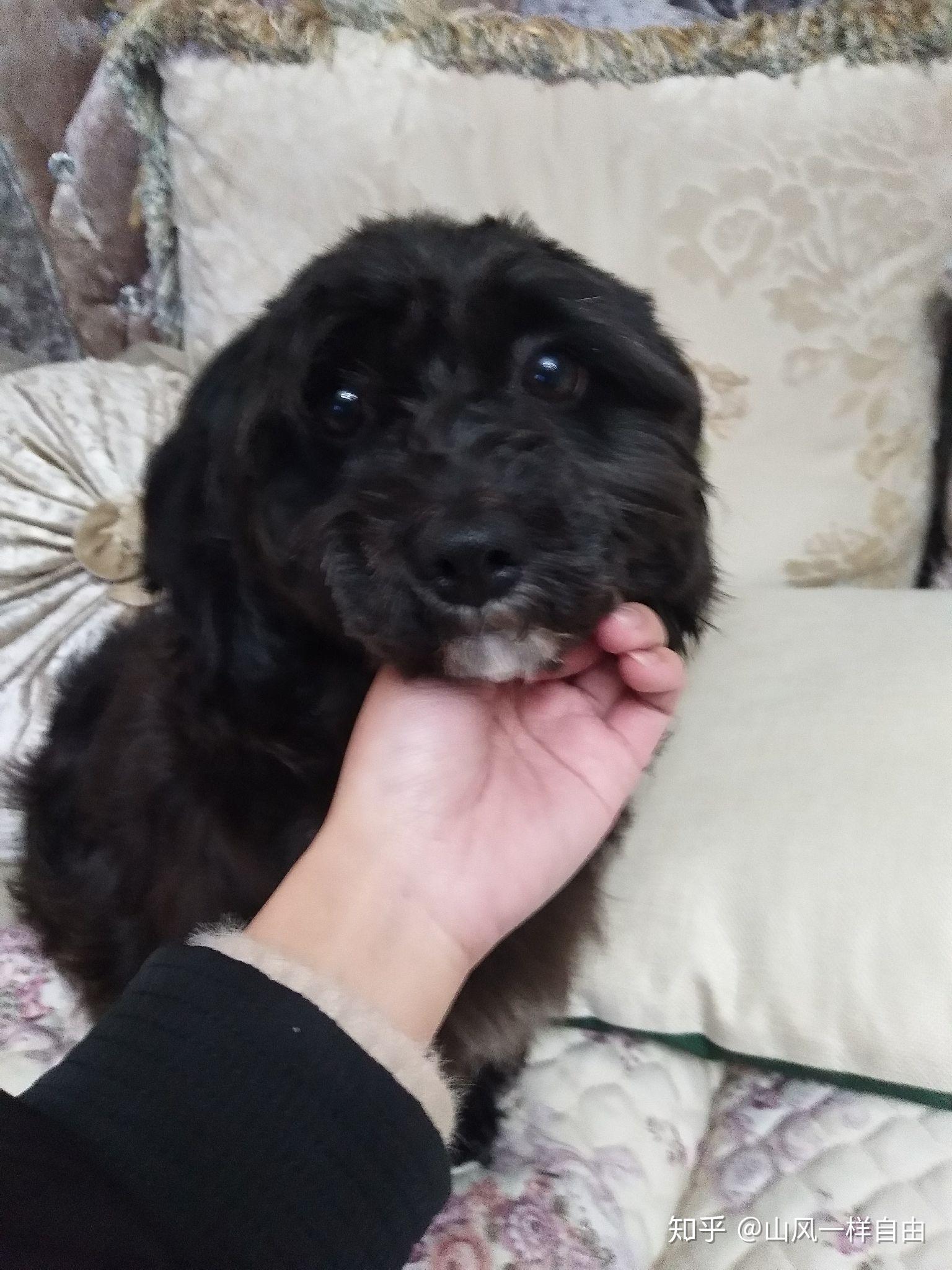 有养过葡萄牙水犬的吗