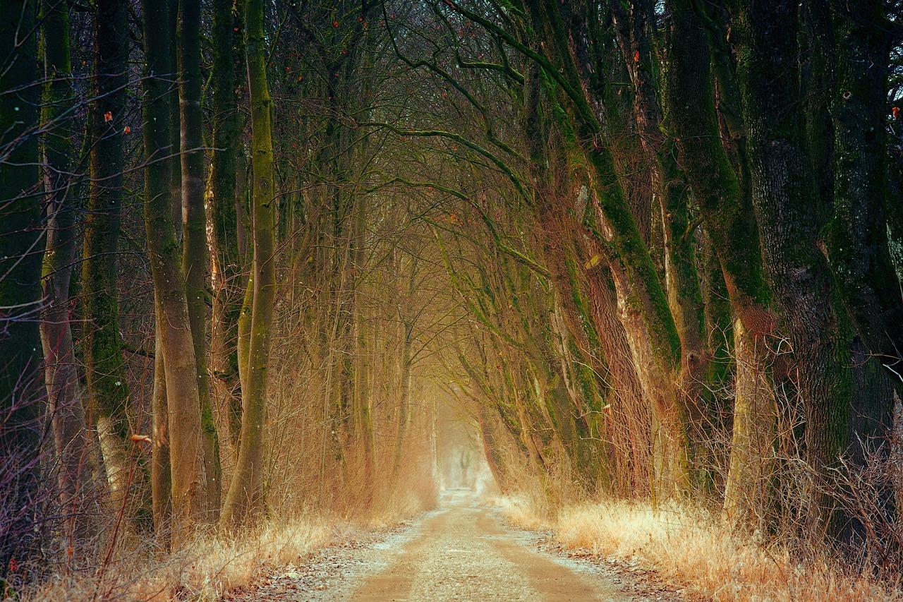 4. 豪宅林立高端区