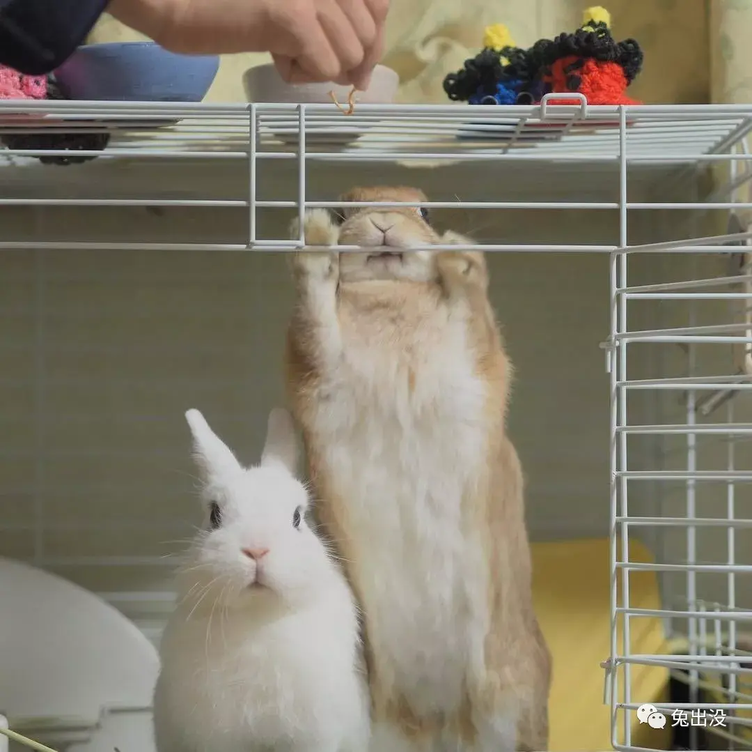 如何给兔子剪指甲? - 知乎