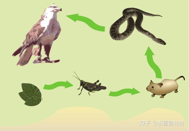 食物链顶端的人类,很少吃食肉动物的肉?这是为什么?