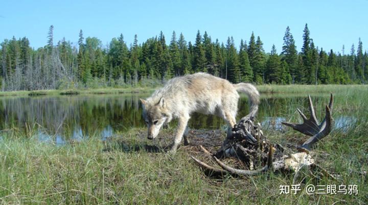 如果将 20 只狼和 500 只鹿放进同一孤岛，最后谁能活下来？