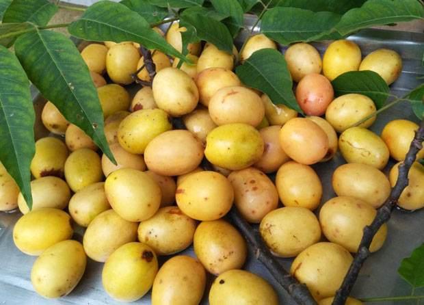 有谁做过南酸枣手串么