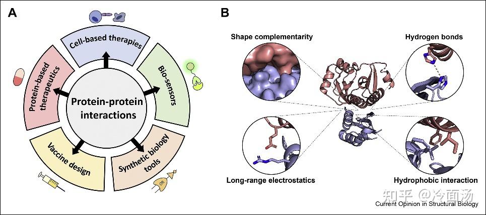 Computational design of novel protein–protein interactions – An ...