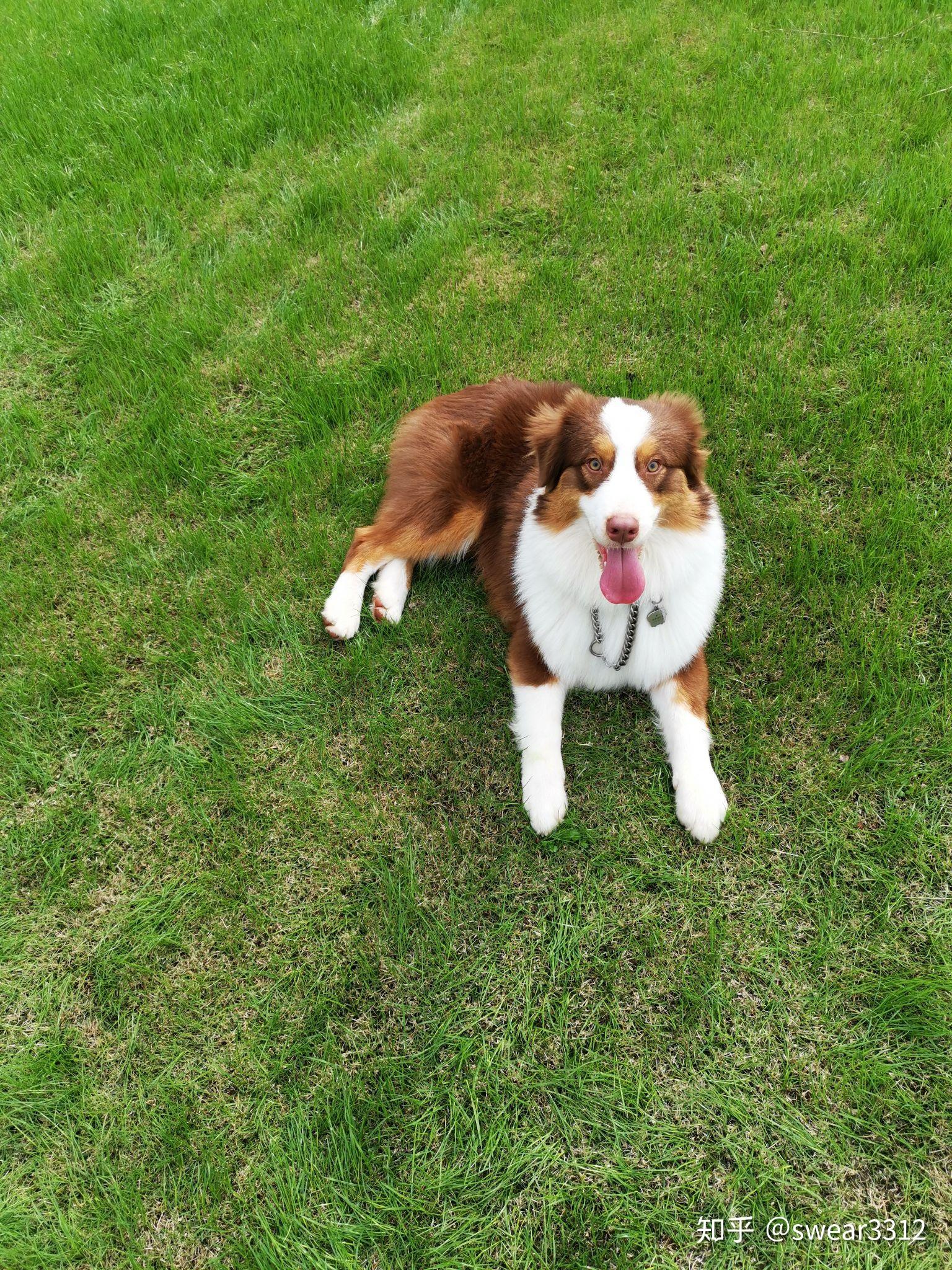 澳大利亚牧羊犬是老年人的好伴侣吗