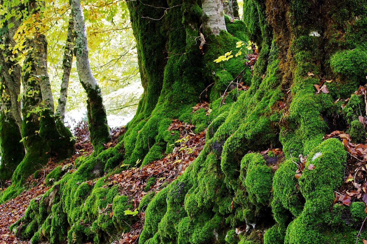 如何清除地面青苔