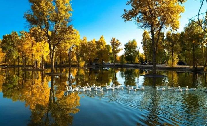 金塔沙漠胡杨林旅游最佳观赏期来啦!