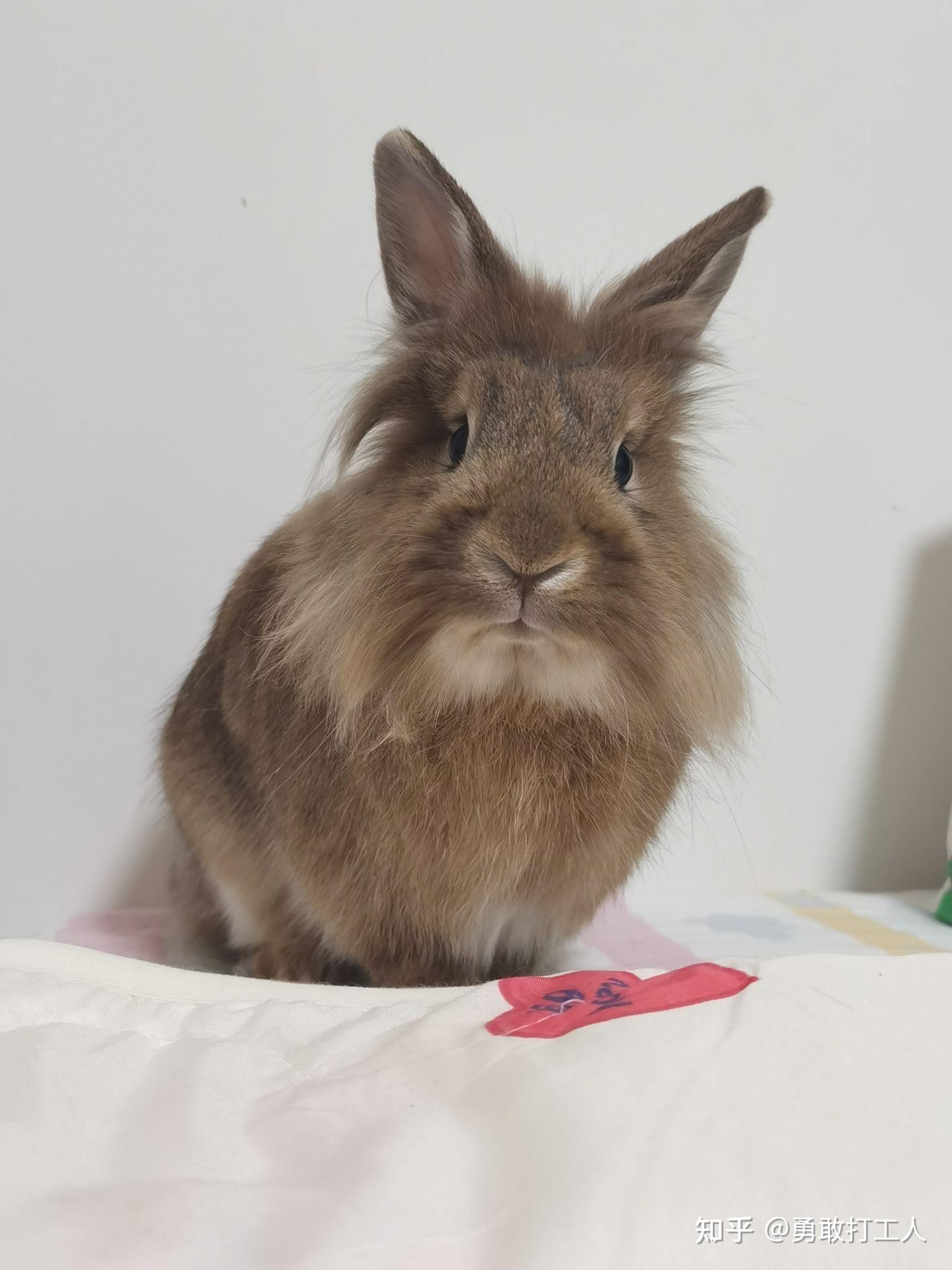 狮子兔和垂耳兔哪个更亲人一些狮子兔是最胆小的兔子么