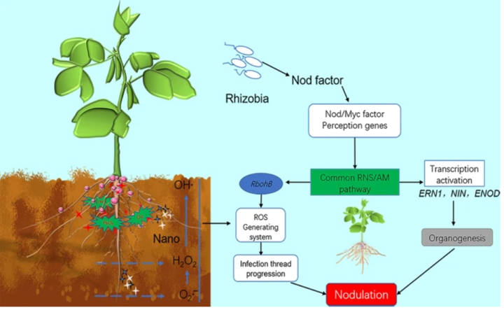 大豆团队揭示共生固氮促进豆科植物开花新途径 - 知乎