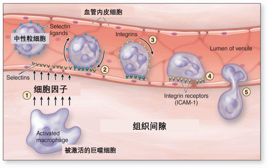 炎症风暴：人体免疫系统，是怎样反噬自身的？ - 知乎