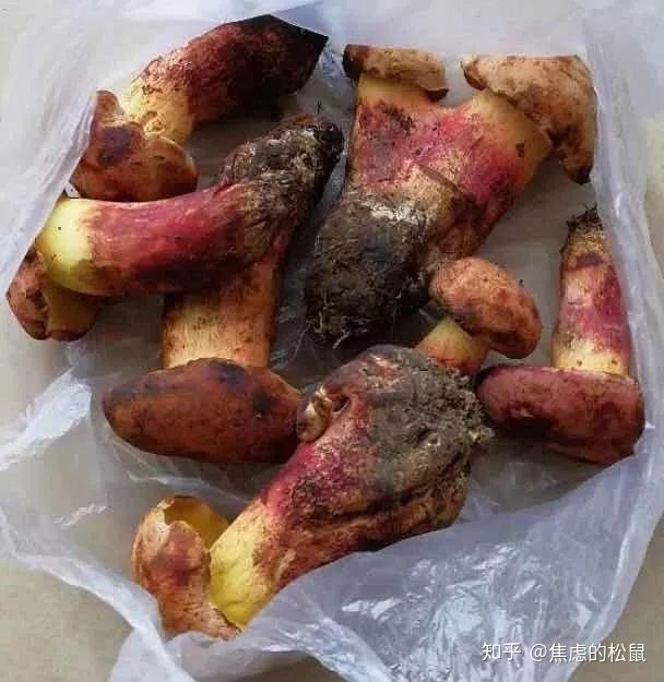 吃了毒蘑菇中毒后是什么体验?