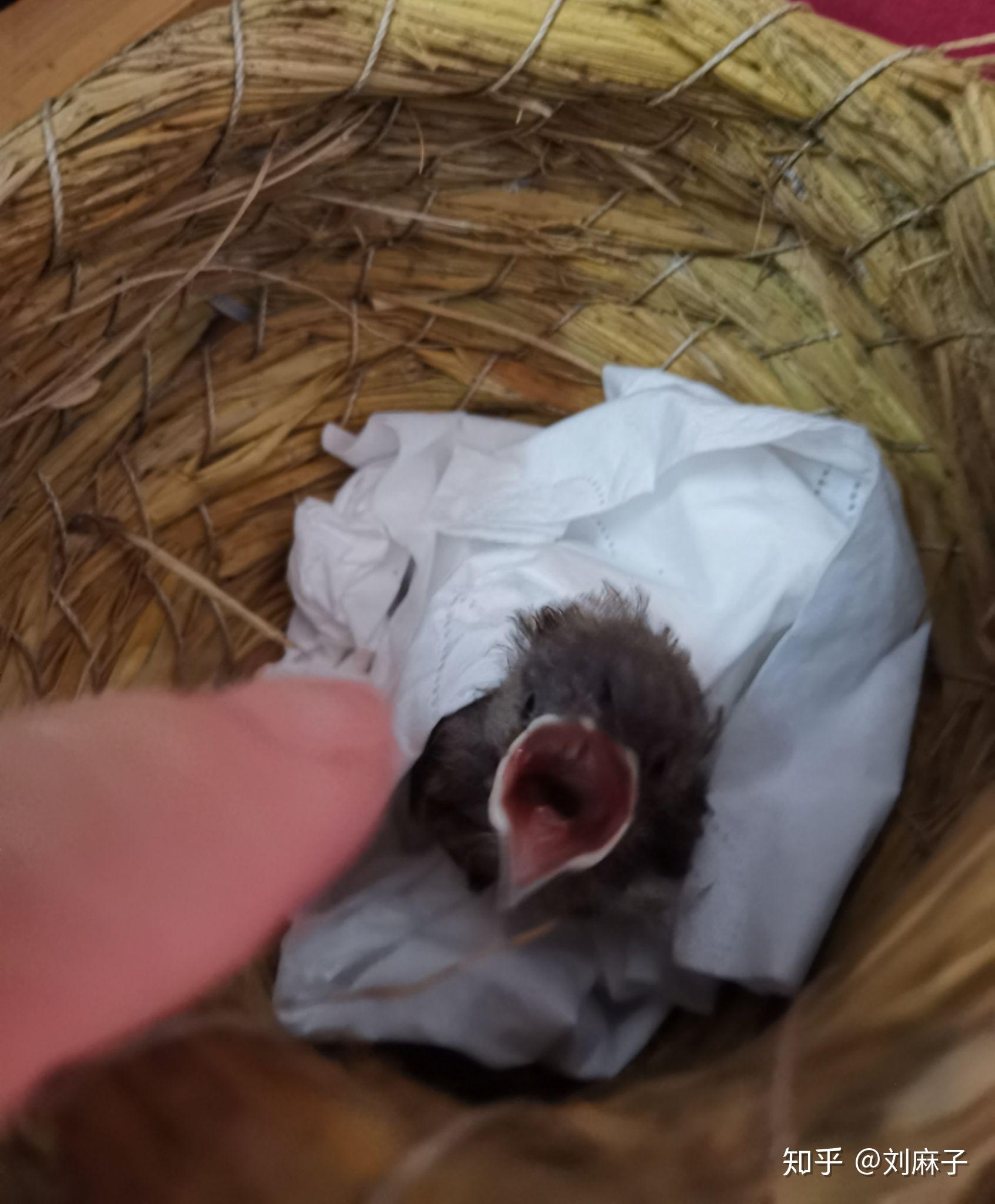 怎么饲养没退黄嘴的小麻雀