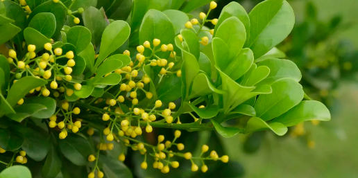 芳華來單方精油樹蘭