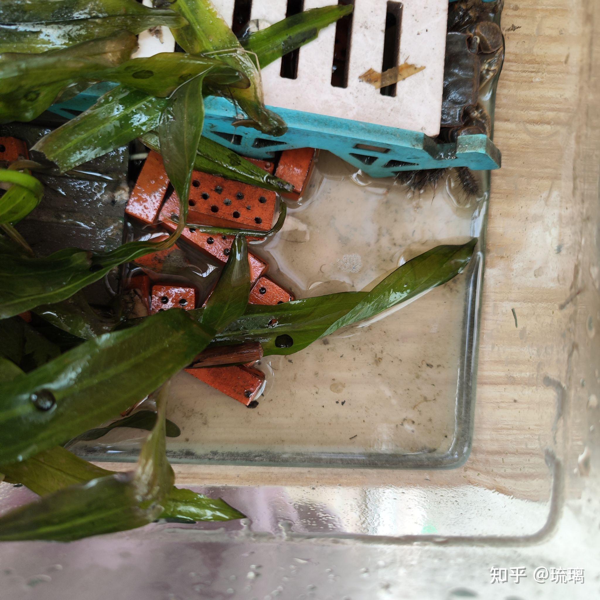 我想问一下水草.这个黑色的圆点是什么?