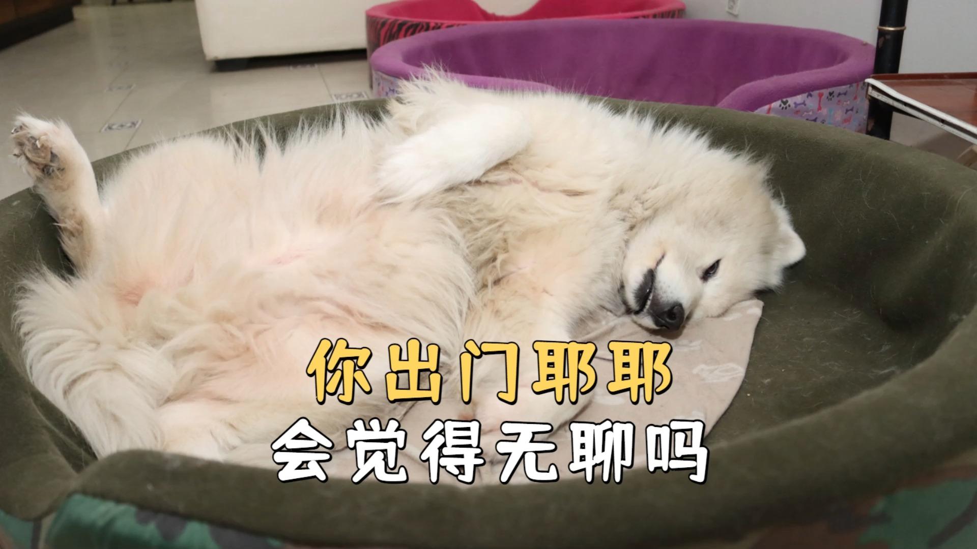 狗自己呆在家里会无聊吗