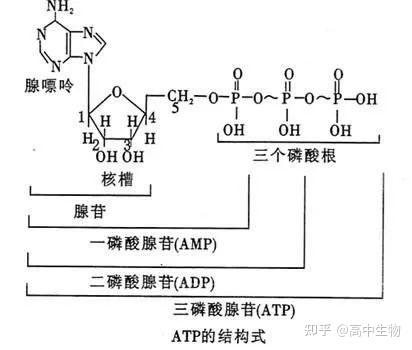 细胞中与ATP相关的几种化合物 - 知乎