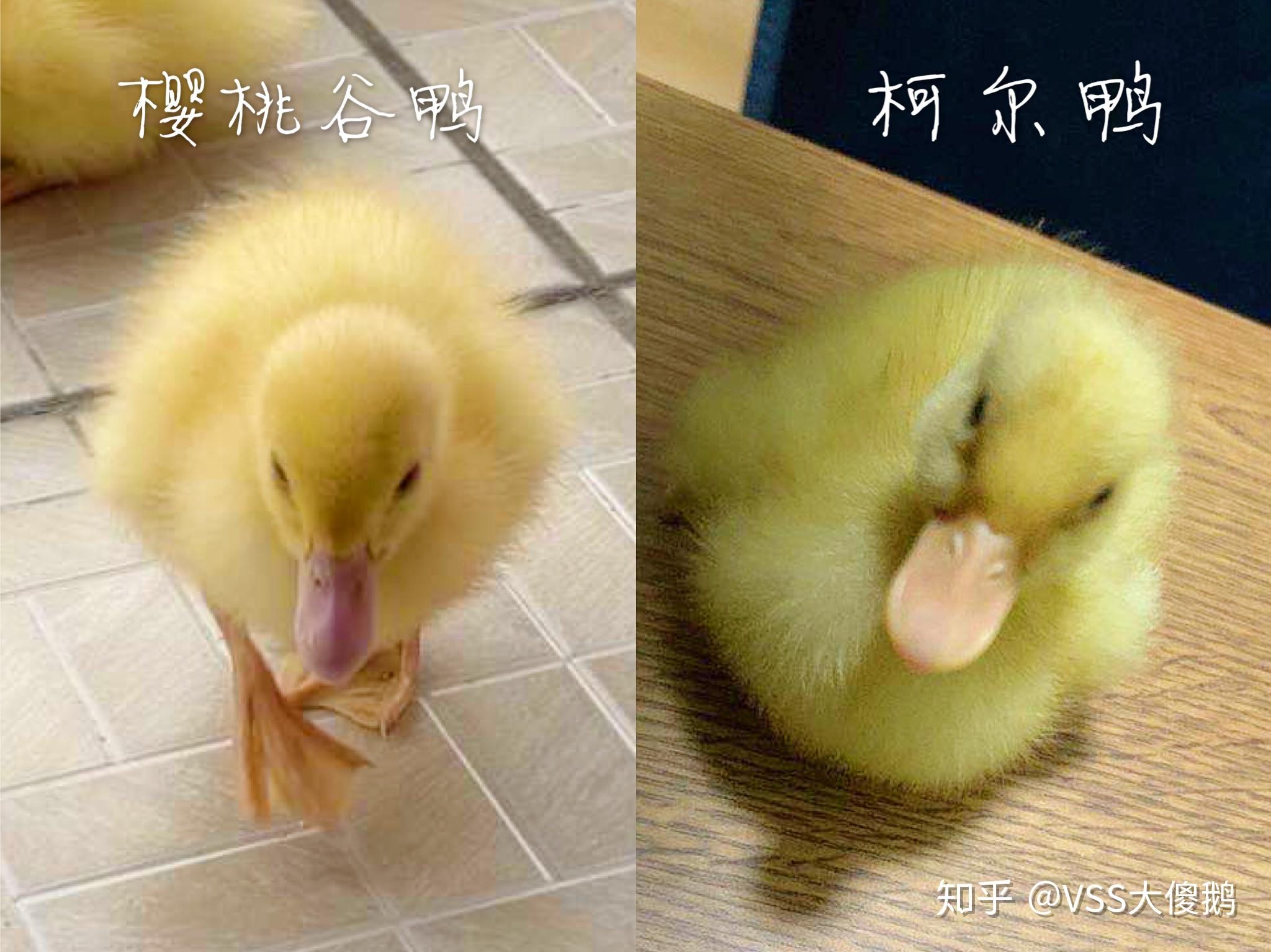 如何看待王珞丹朋友的宠物柯尔鸭被盗走并吃掉如何区分宠物鸭和肉鸭