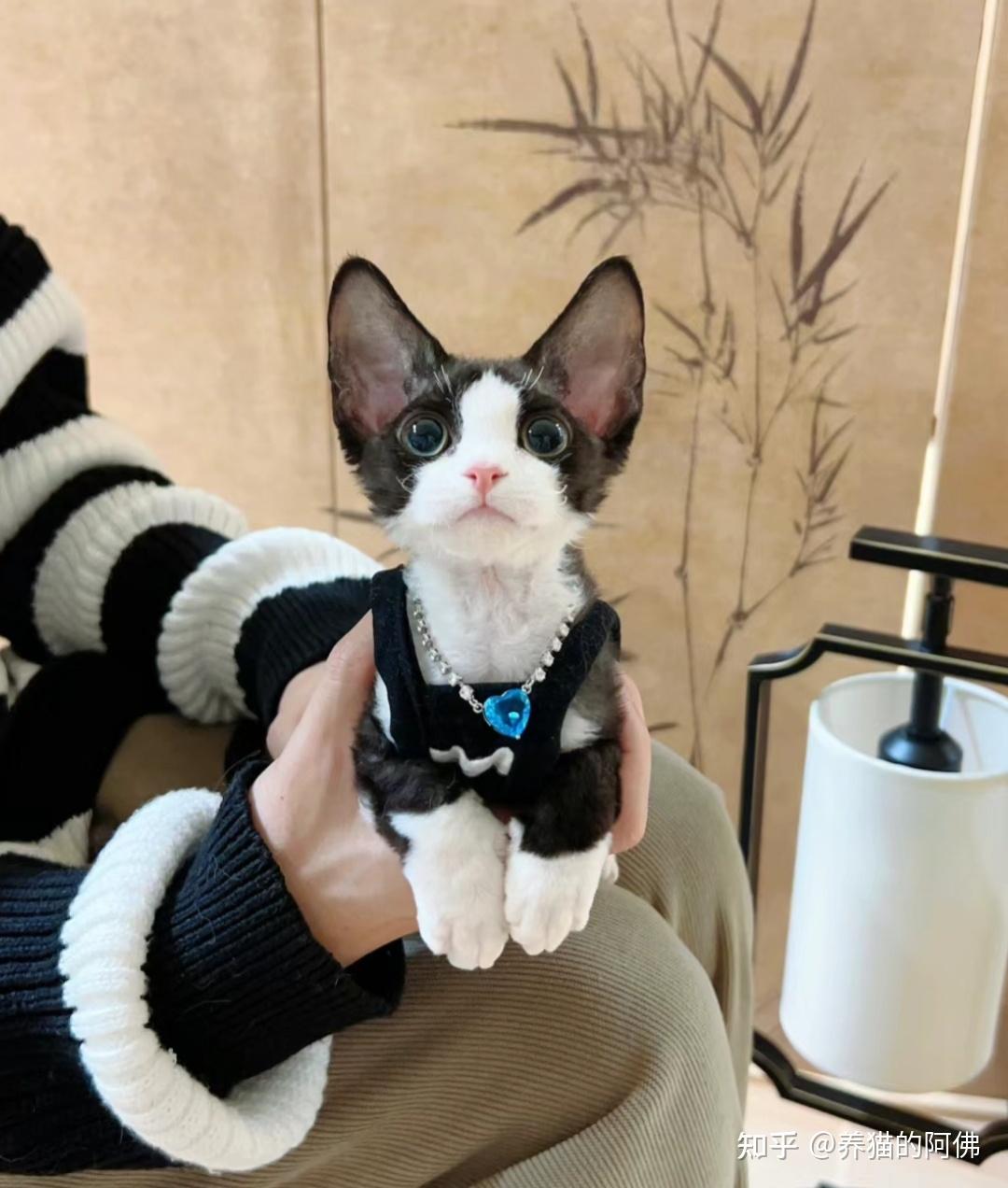 德文卷毛猫如何辨别品相? - 知乎