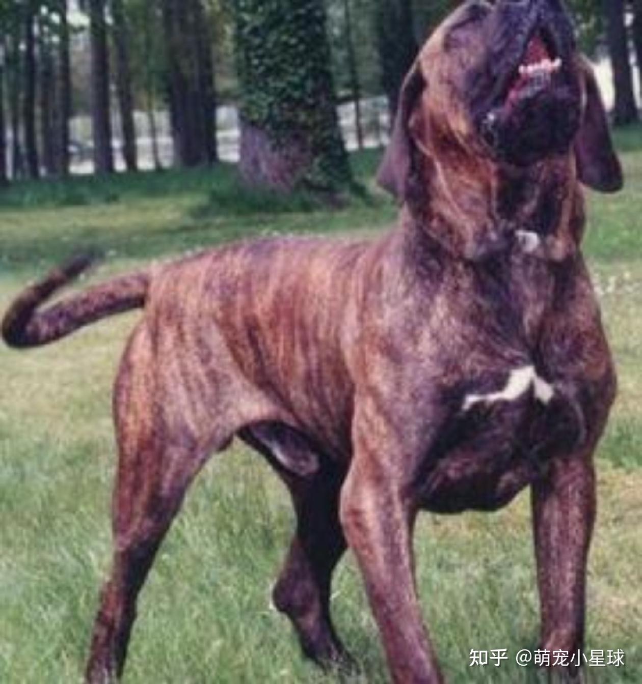 獒犬有哪些? - 知乎