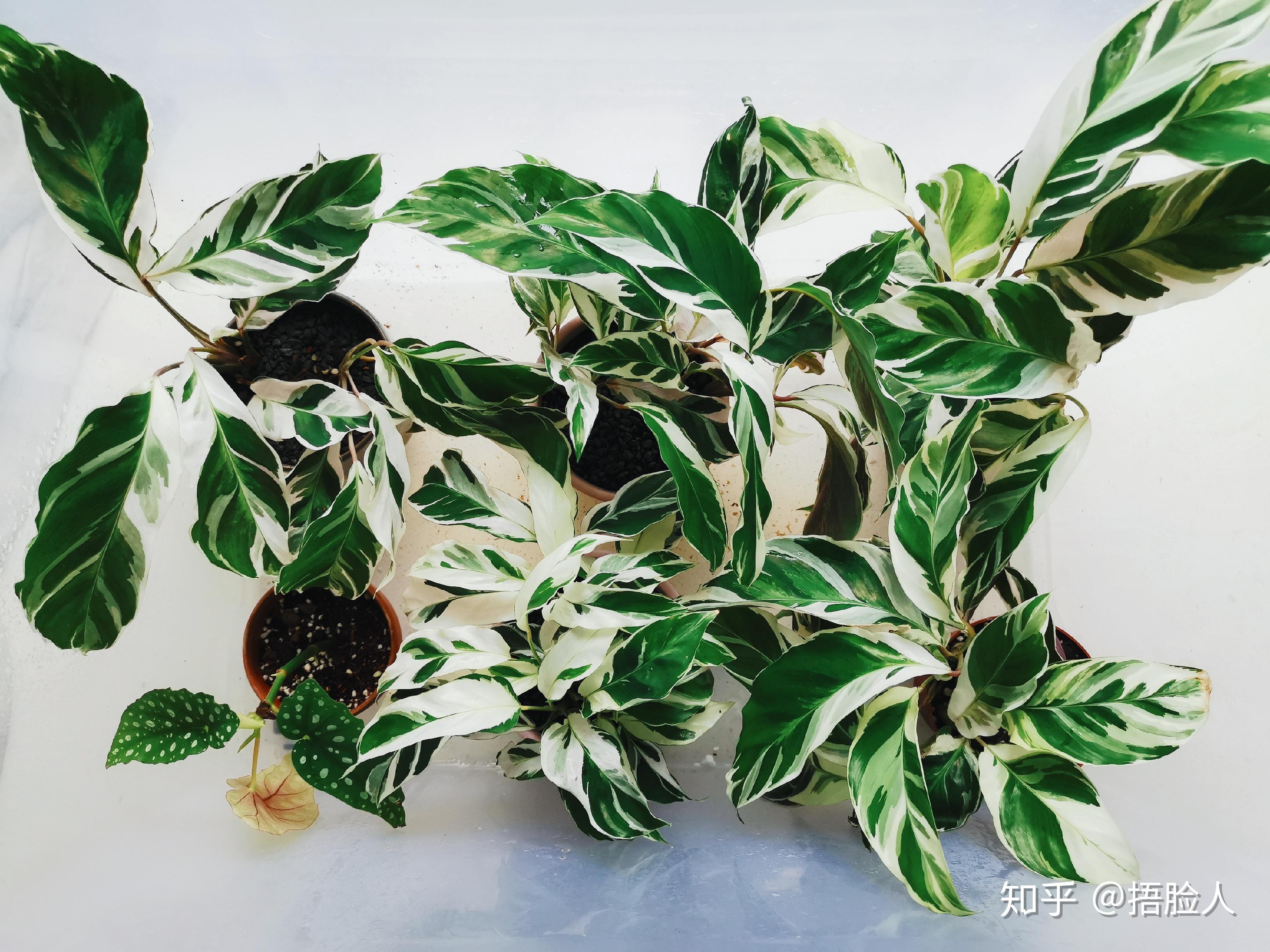 油画竹芋怎么养?用什么哪种肥料? - 知乎