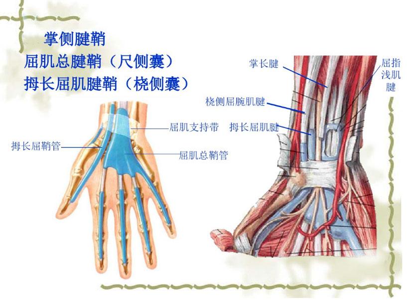 请问手腕肌腱在皮肤下面多深