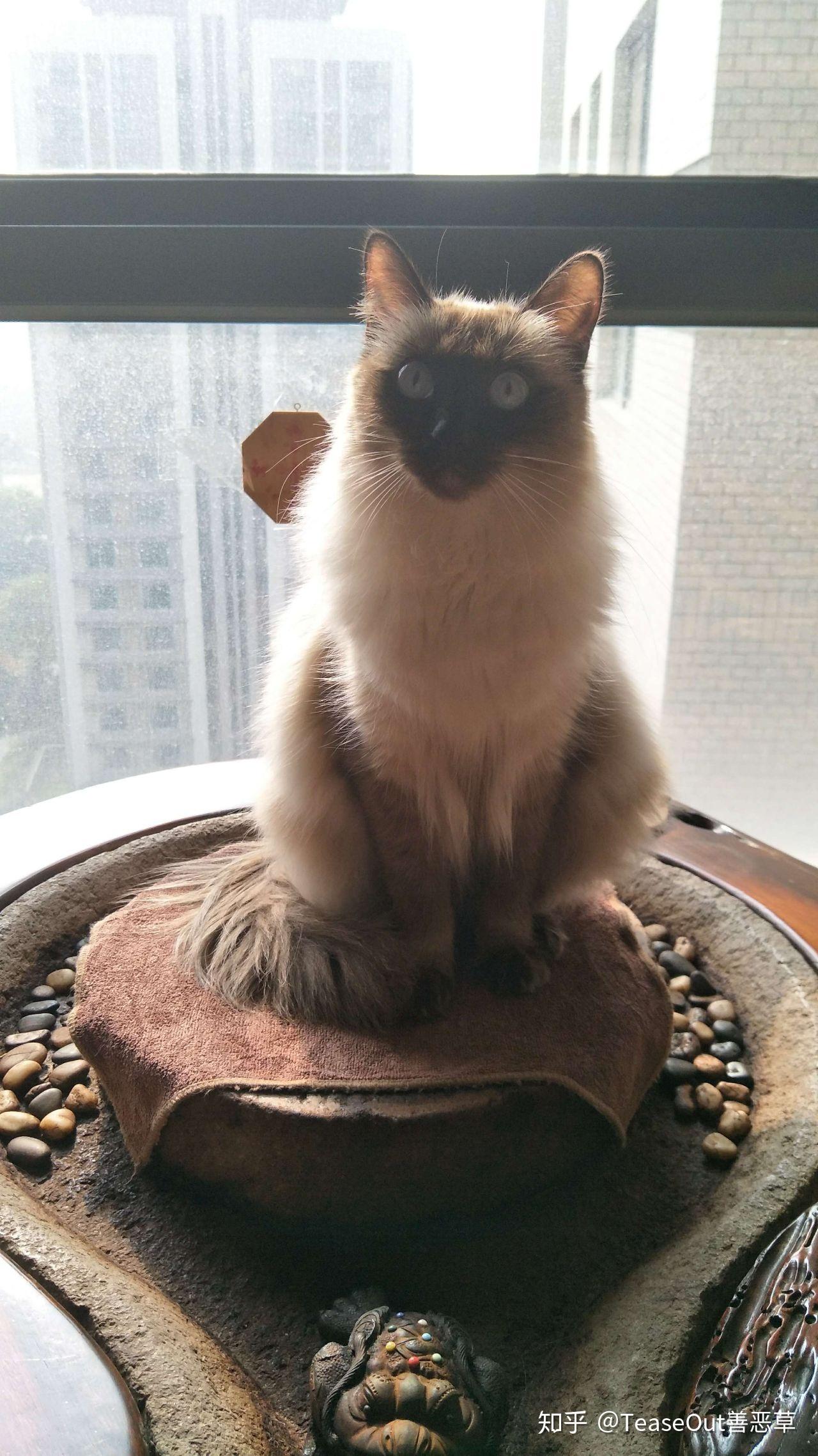 巴厘猫是怎样的一种猫?