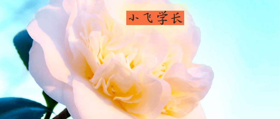 茶花女 当 玛格丽特 遇上阿尔芒 知乎