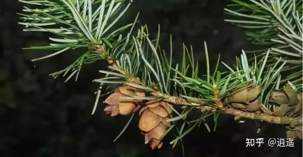 活化石植物——植物非试管高效快繁银杉 - 知乎