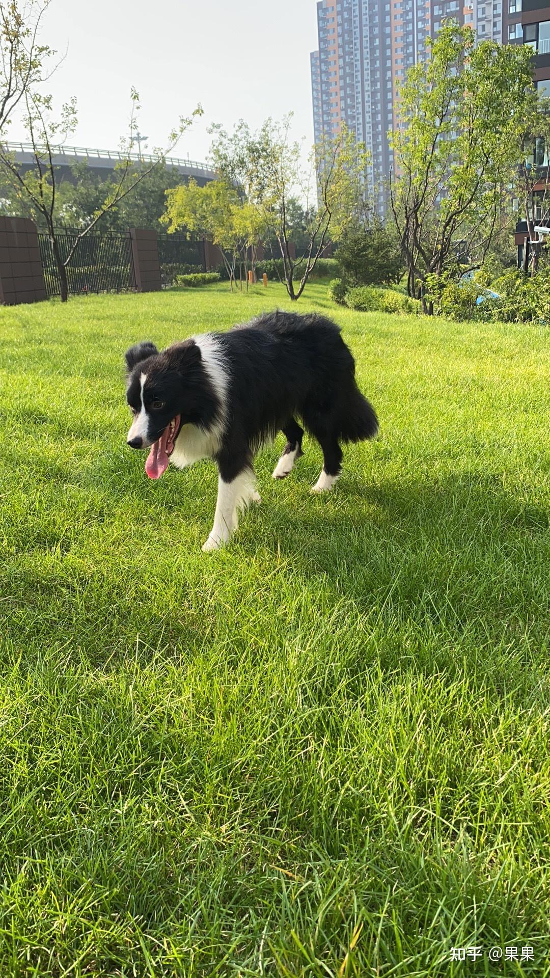 买五个月大的边牧开始养可以吗还有这只的品相怎么样