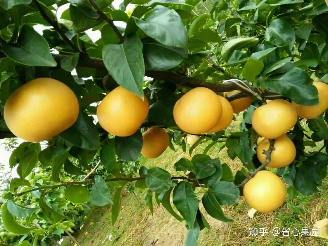 秋月梨是什么品种? - 知乎