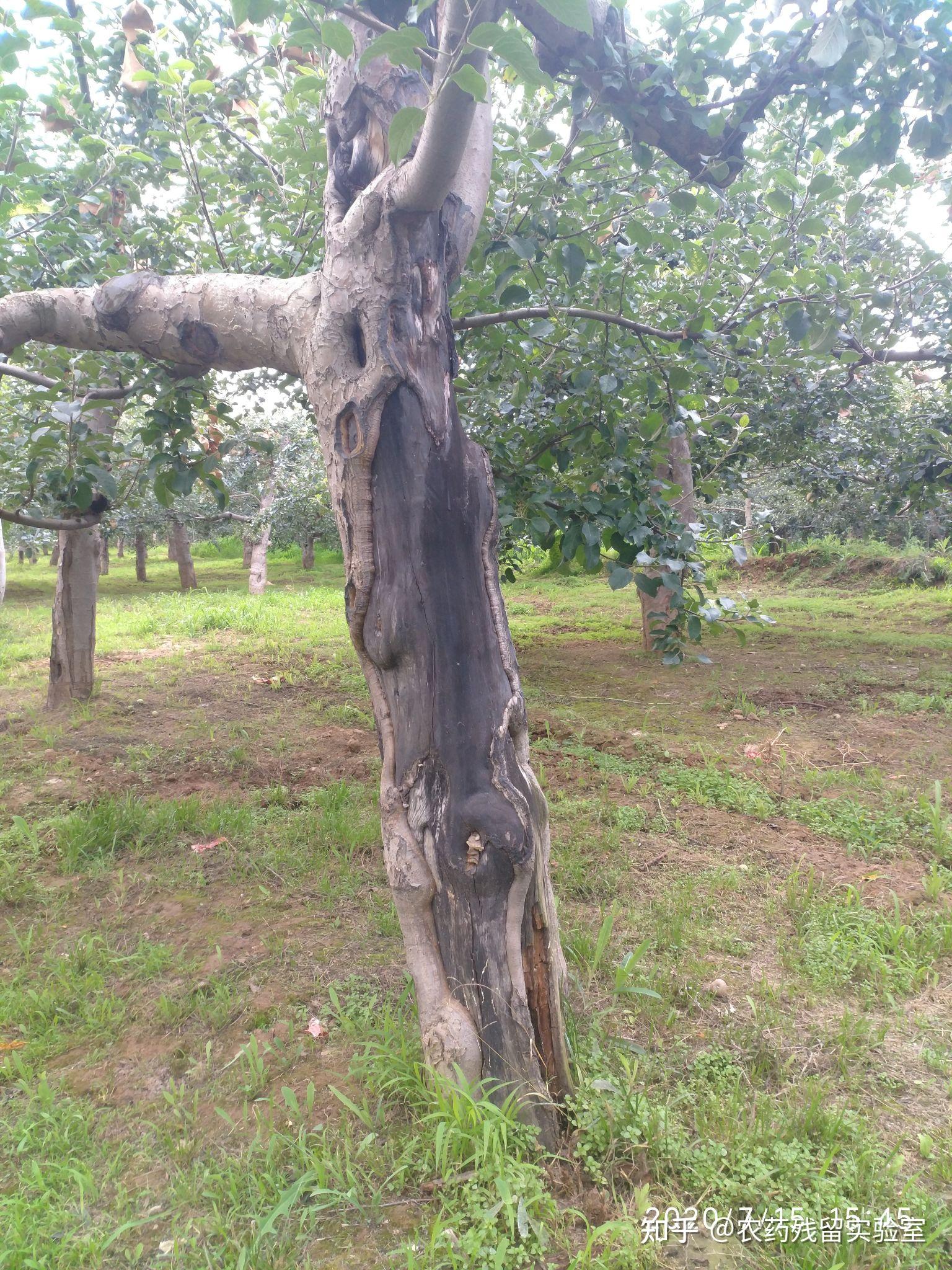 苹果树好像是得了干腐病大家看下有救吗