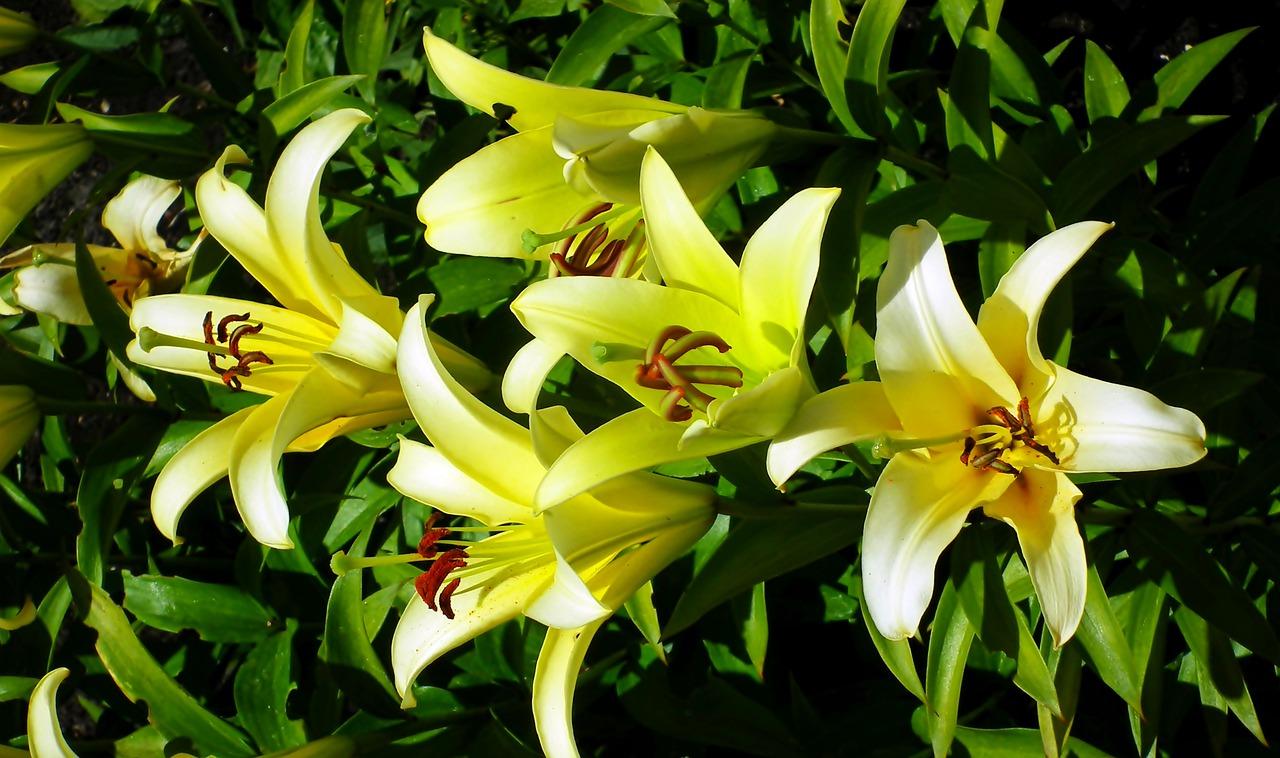 百合花谢后该如何处理