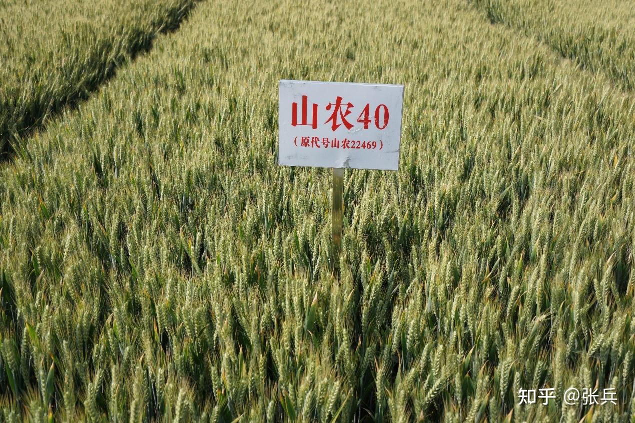 小麦种山农40品种介绍? - 知乎