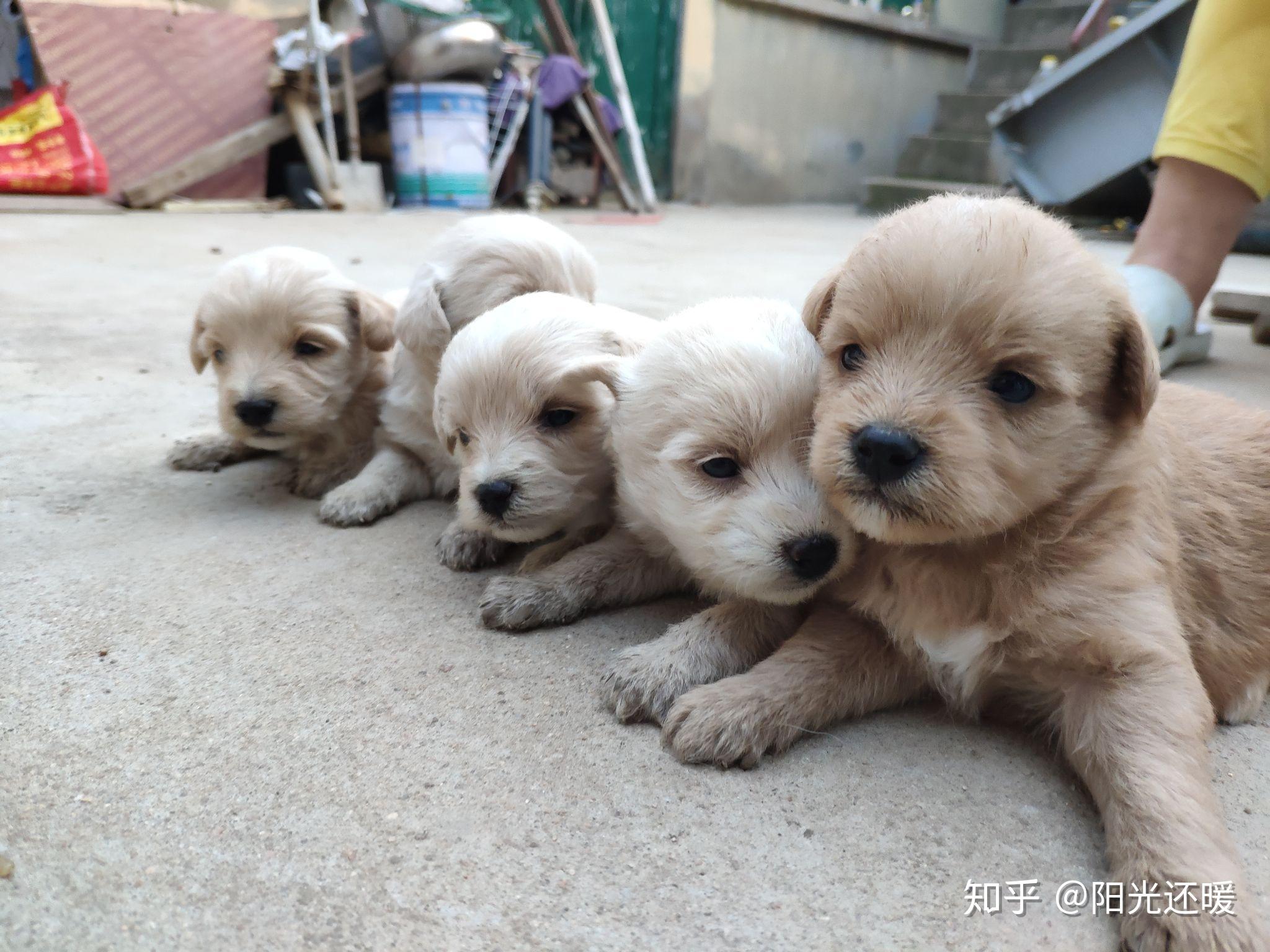 一只母泰迪和一只小土狗交配生出来的小狗是什么形态的?