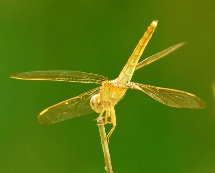 为什么蜻蜓会在空气潮湿,即将下雨时低飞?