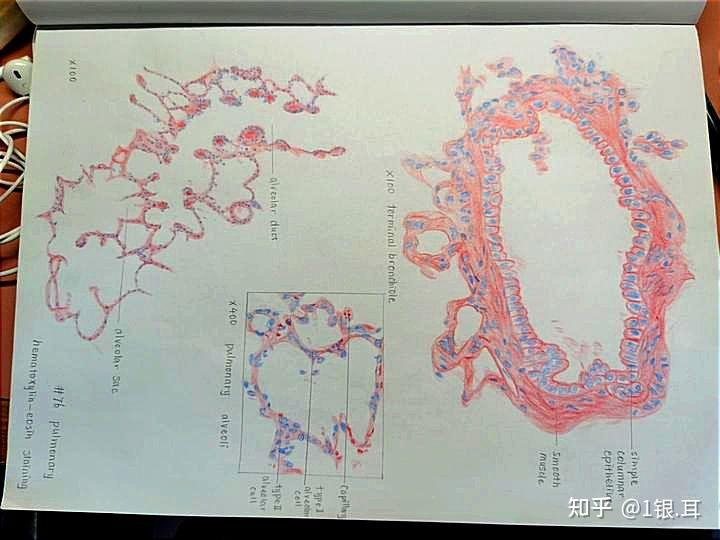 肺泡壁红蓝铅笔手绘图图片