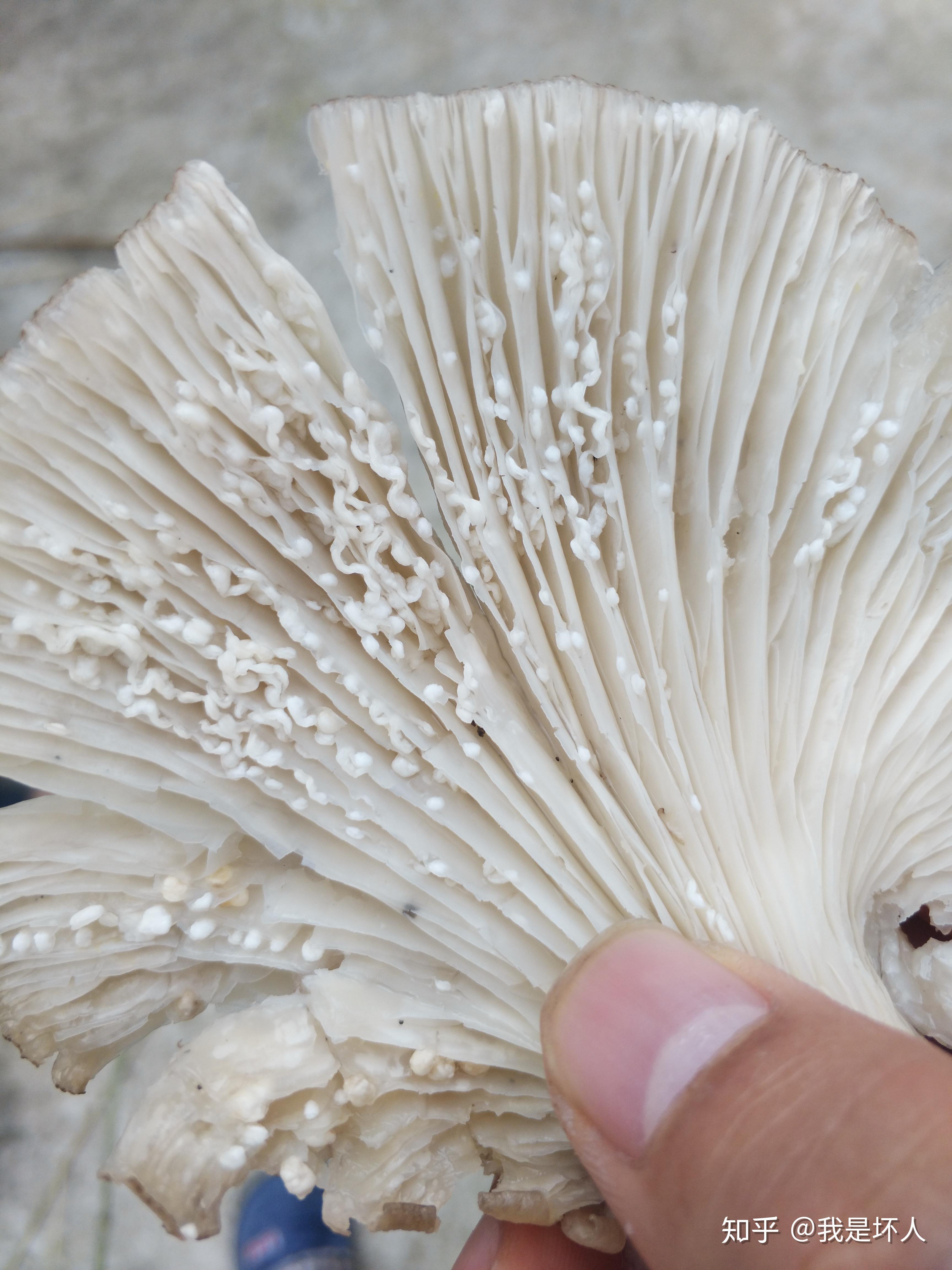 平菇菌伞下长的小白粒是什么? - 知乎