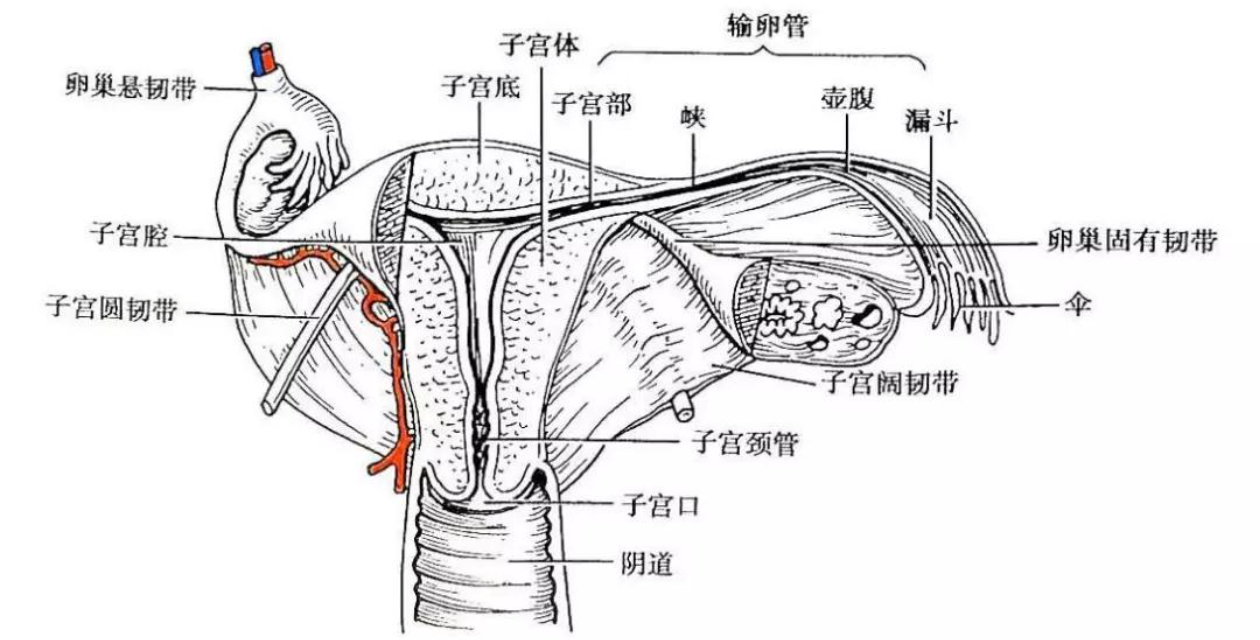 室管膜解剖位置图片图片