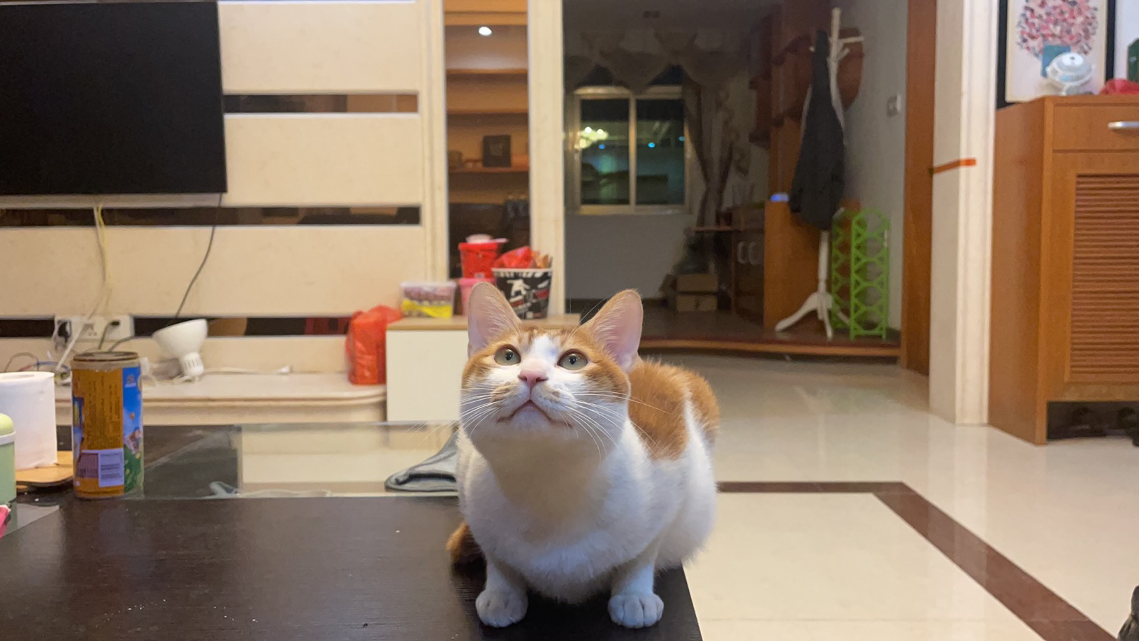 我家养了一只黄白相间的土猫,一直当宠物猫养,小时候还挺粘人的,但是