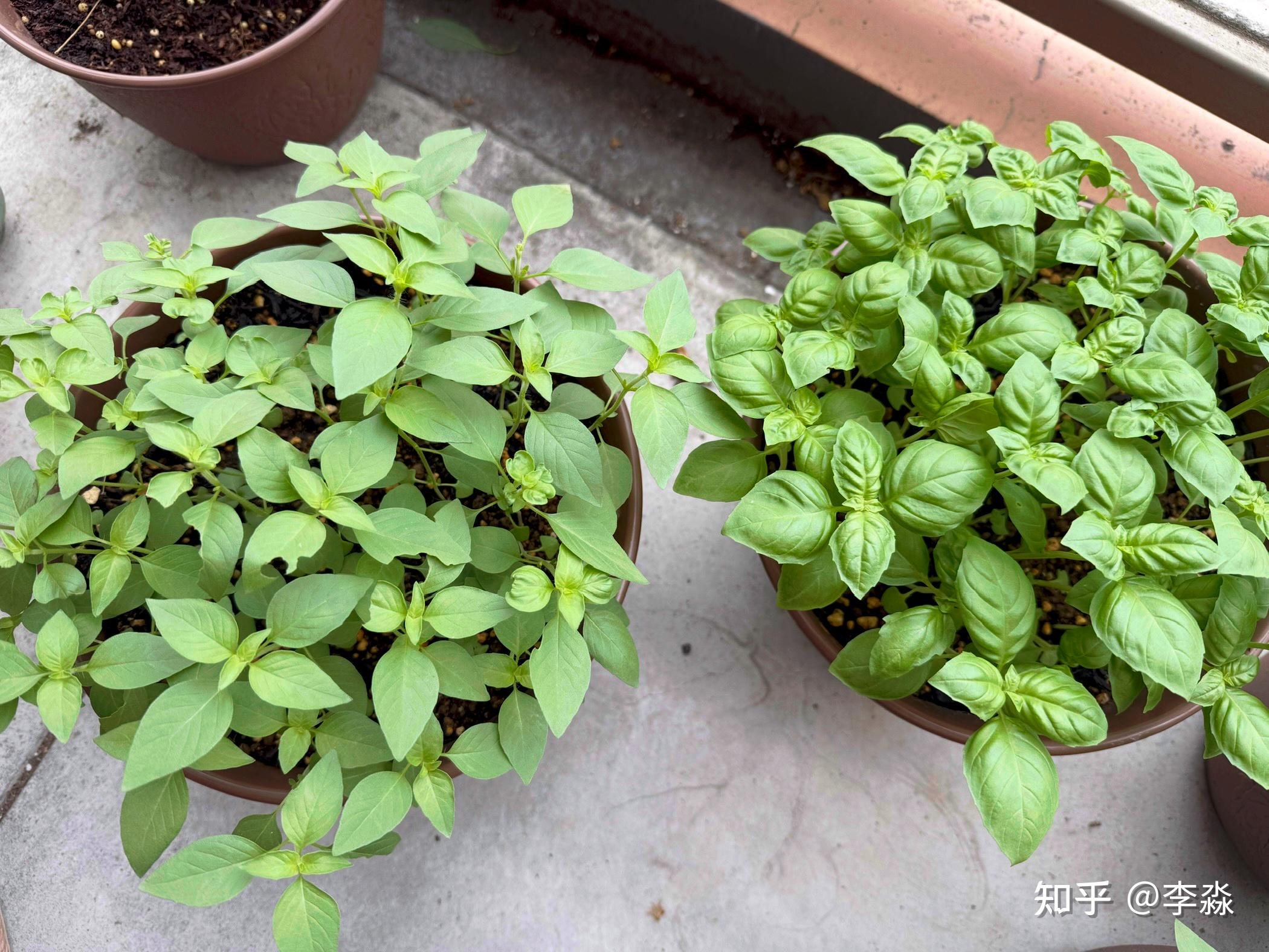 为什么香菜全国到处都有，而荆芥基本出不了河南?