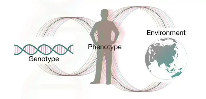 do-genes-influence-personality