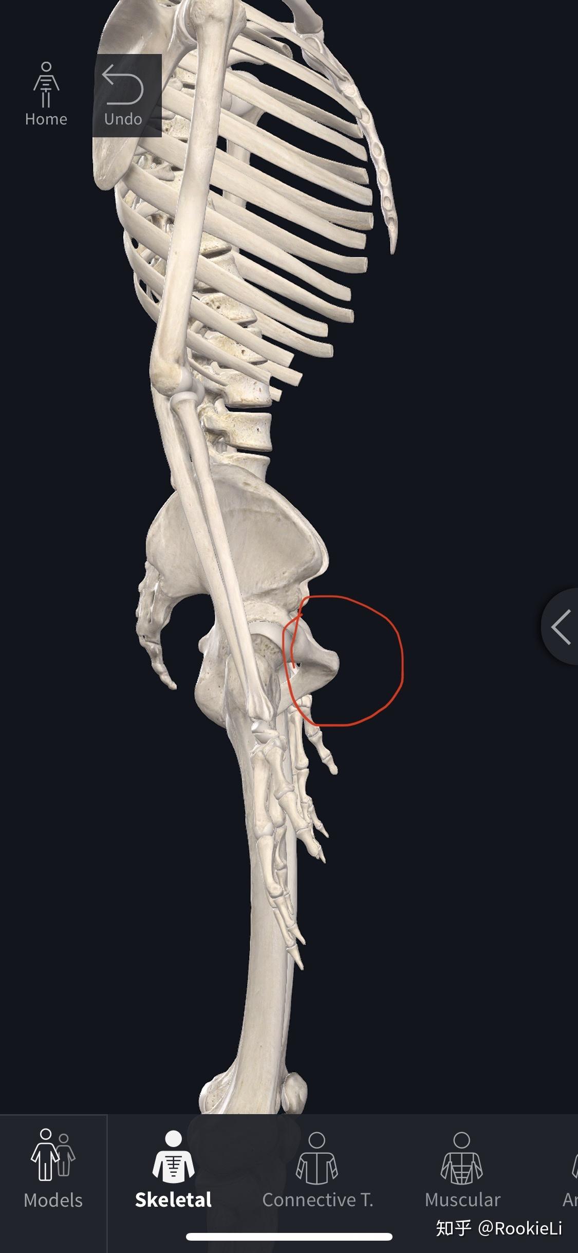 恐龙赖氏龙臀部这根突出的大骨头是什么