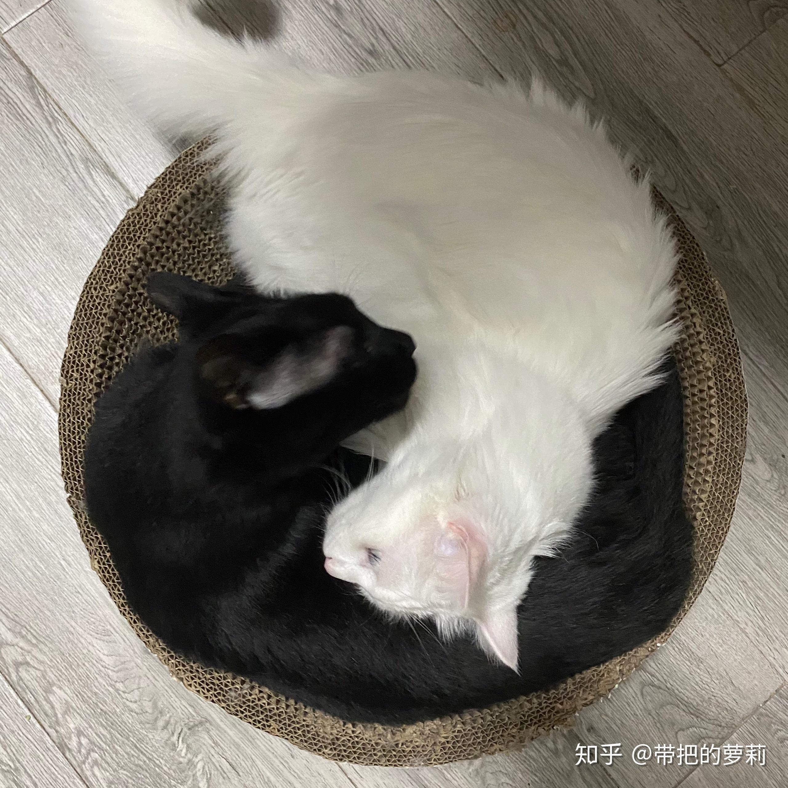 黑猫和白猫能一起养吗? 