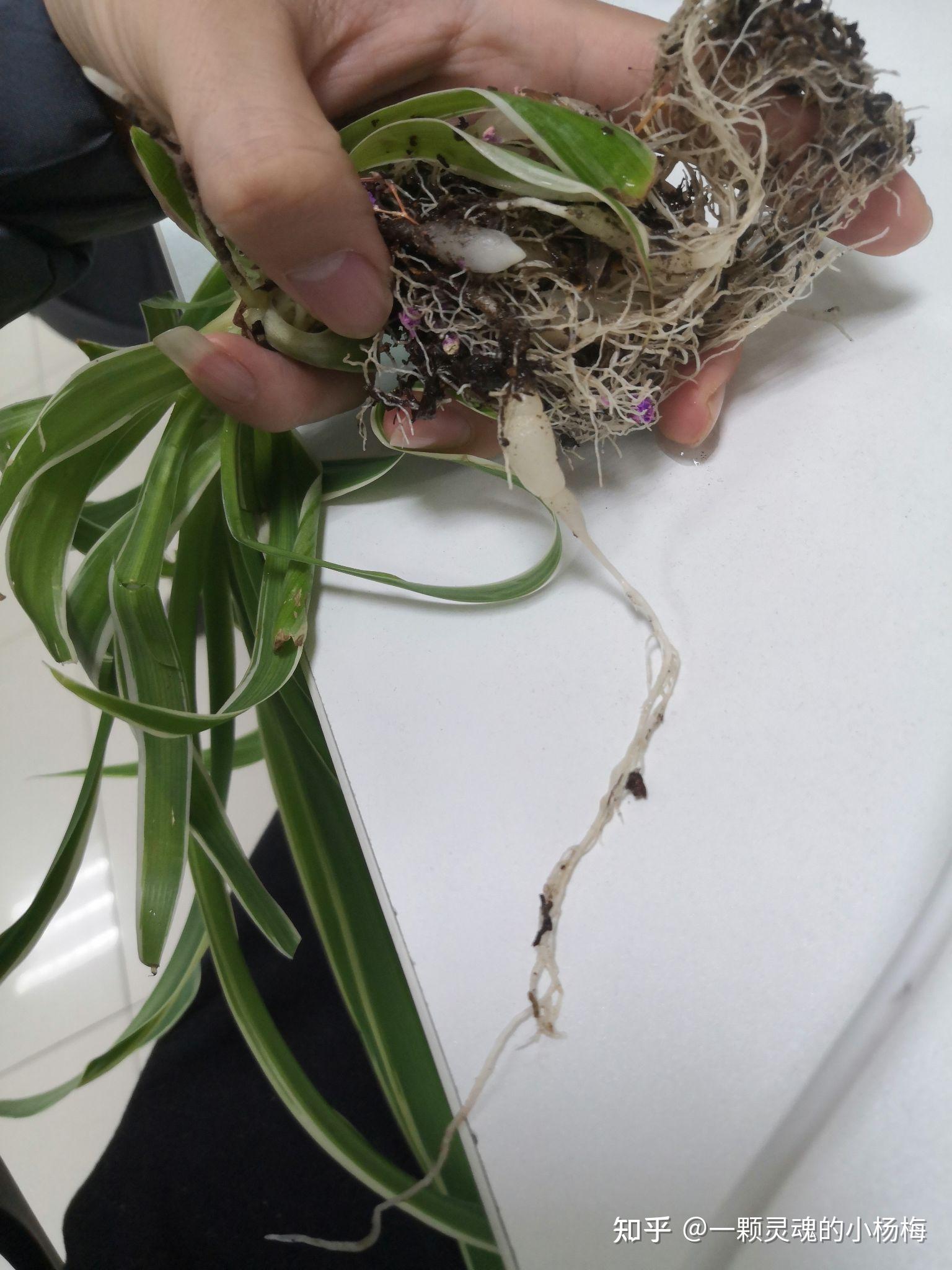金边吊兰的根透明圆圆的么? - 知乎