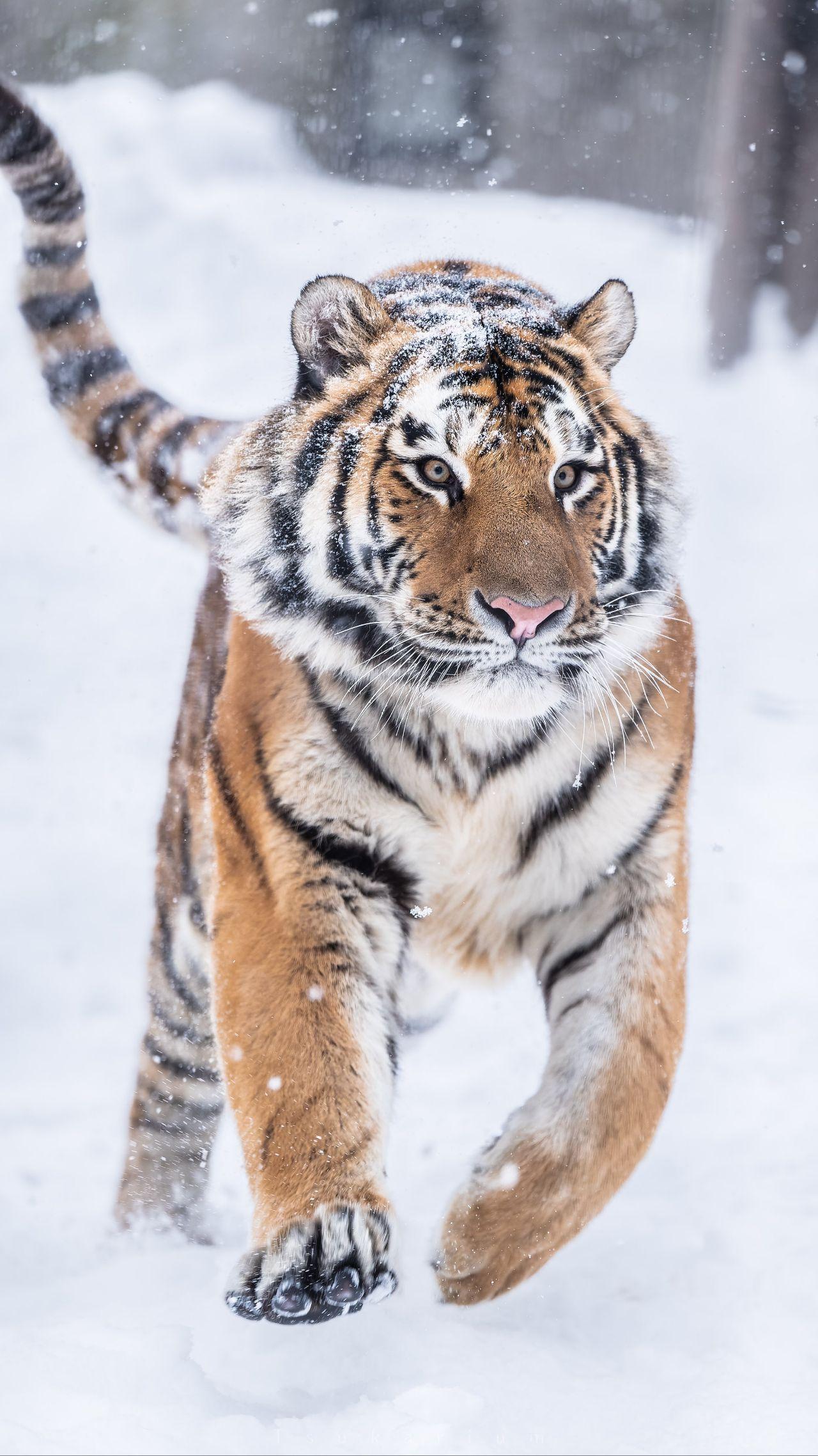 来几张上山虎,下山虎的手机壁纸? - 知乎