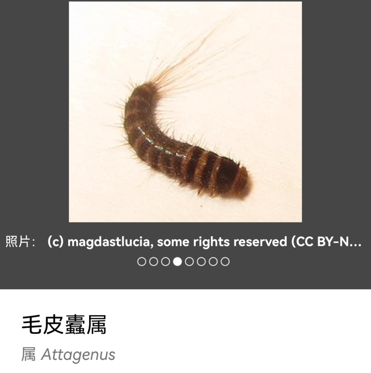 这是什么虫子啊家人们? - 知乎