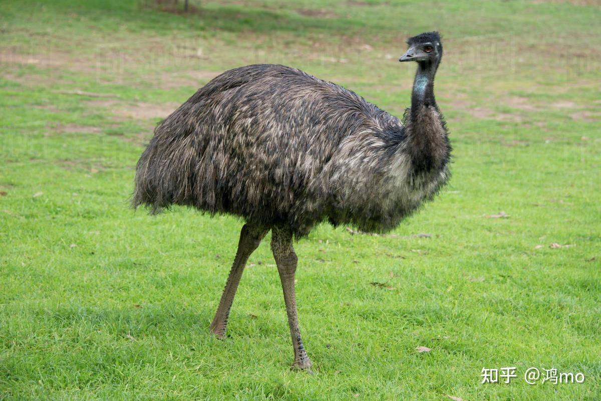 鸸鹋emu与鸵鸟ostrich是同一种生物吗