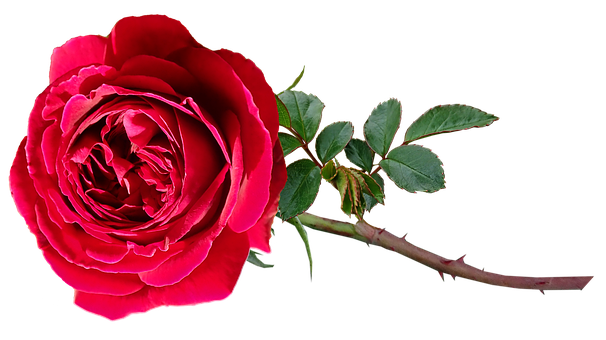 送两朵玫瑰花什么意思