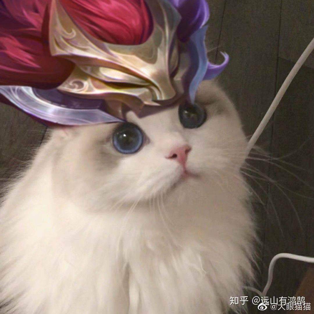 求百里玄策最近很火的猫咪图