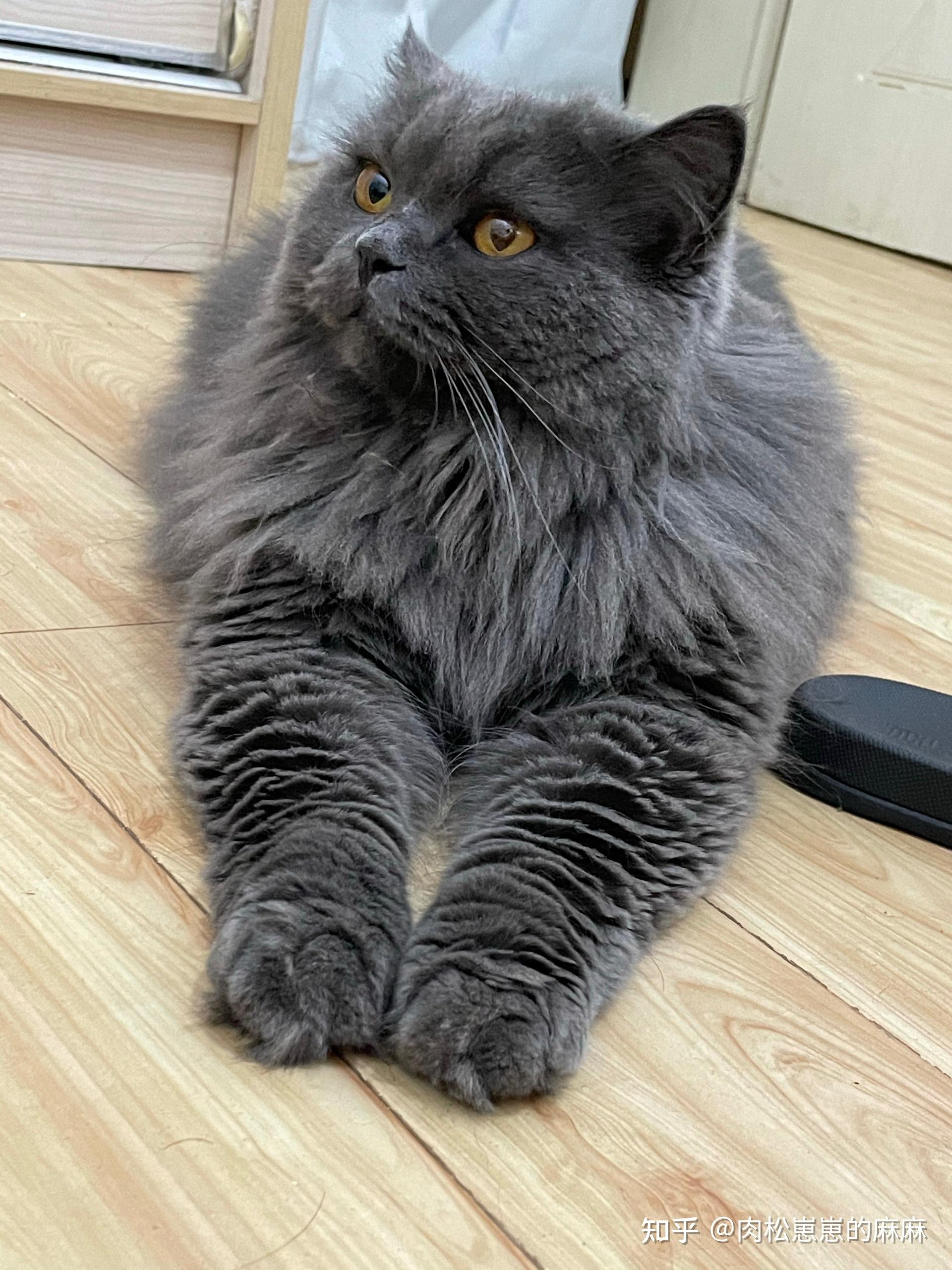 我买的英短为什么是个长毛猫?